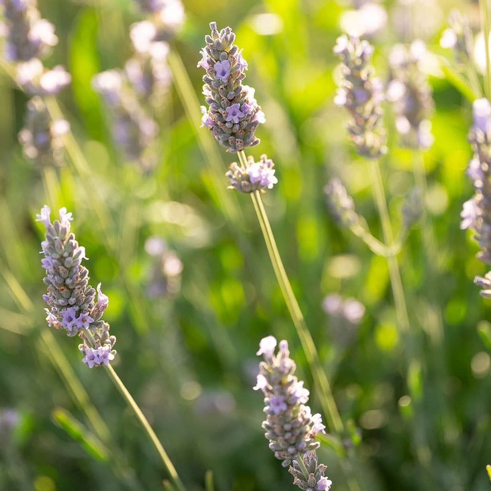 Cut lavender in July