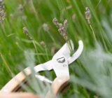 Does lavender dry out and fade? Reduce now in August