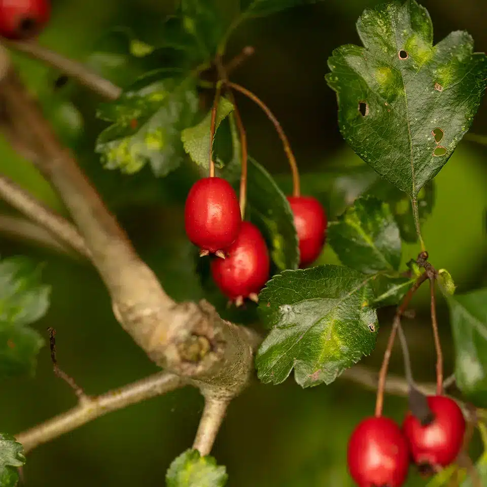 Harvest hawthorn in the fall