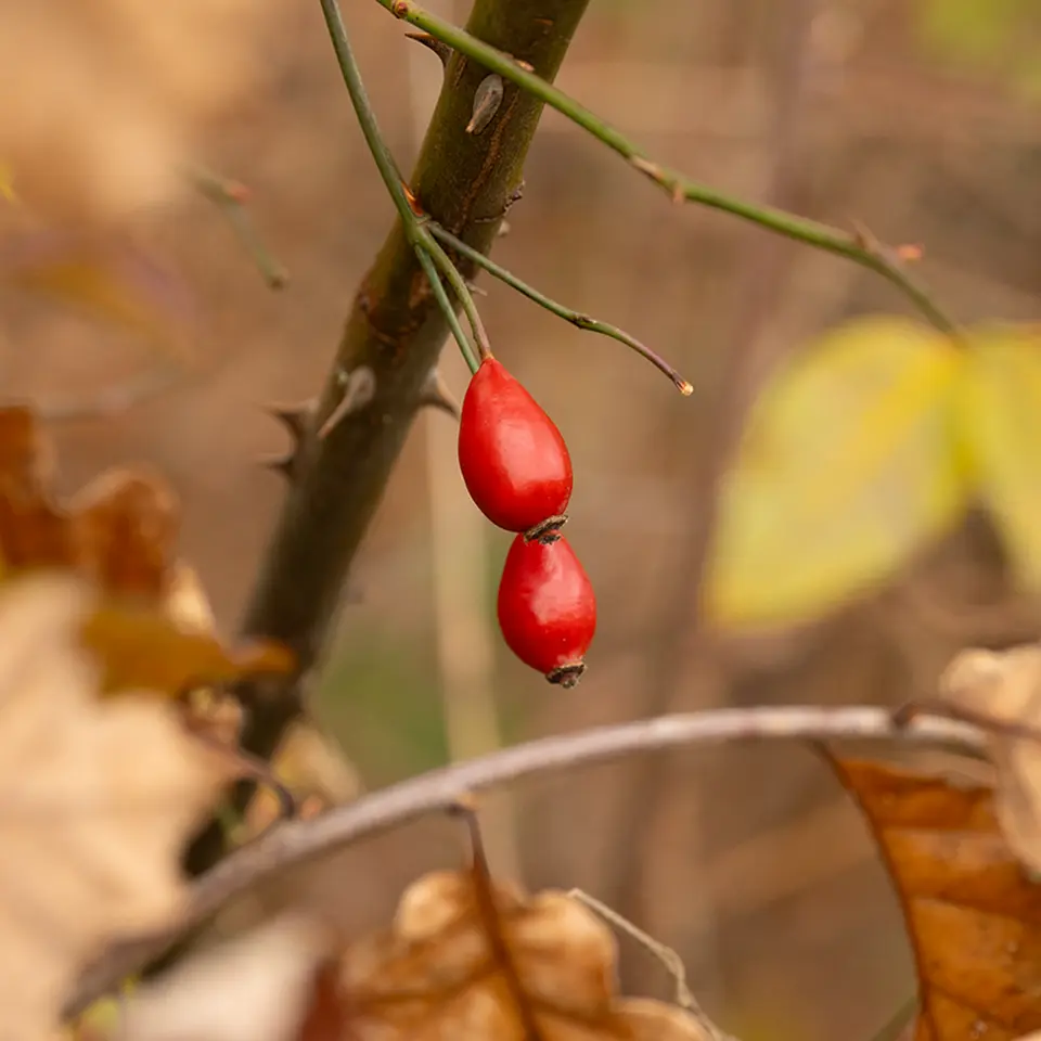 Harvest rose hips in October