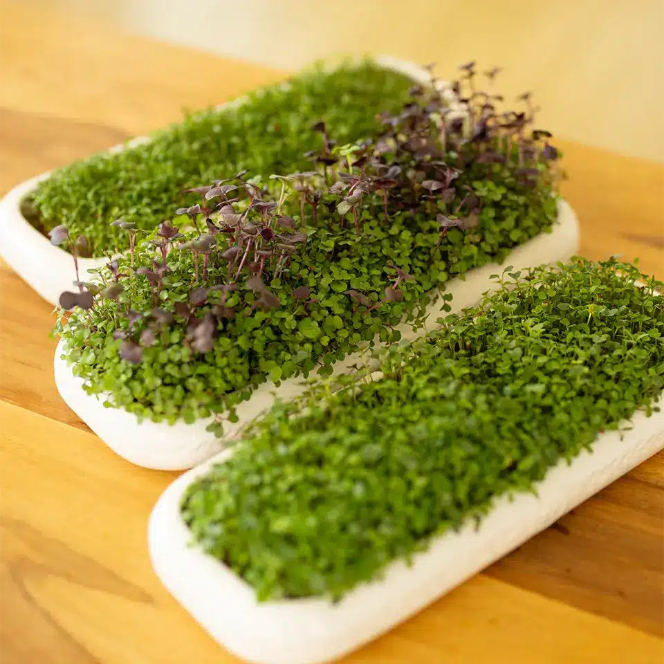 Ceramic growing bowls