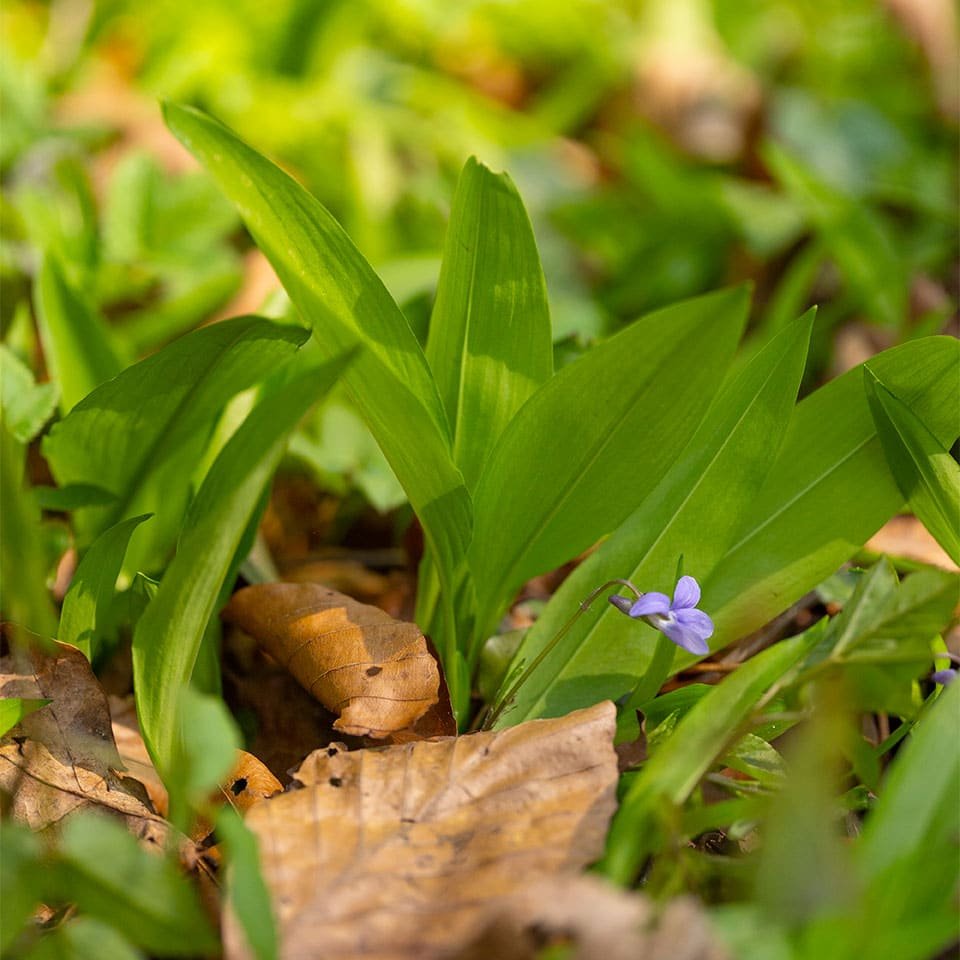 Harvest wild garlic in March