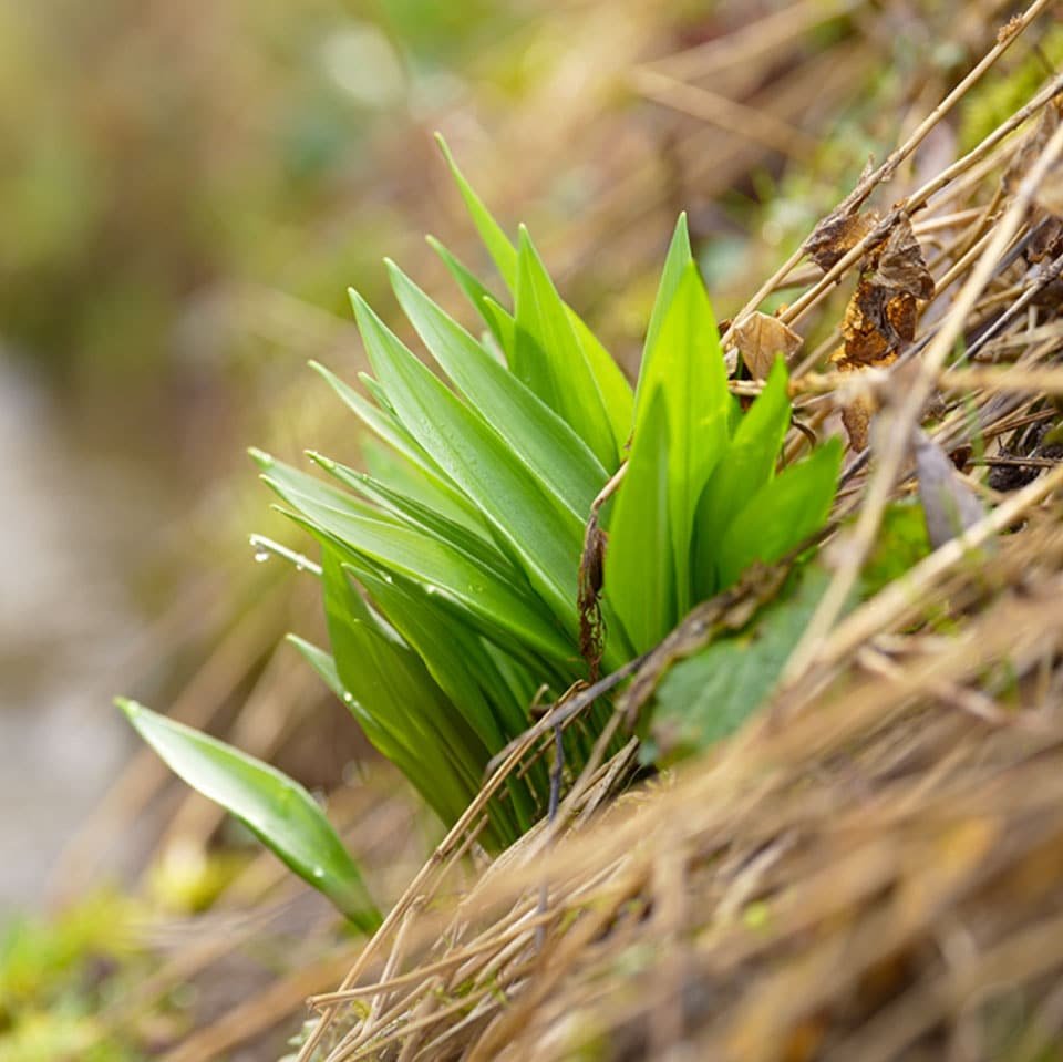 Harvest wild garlic in March