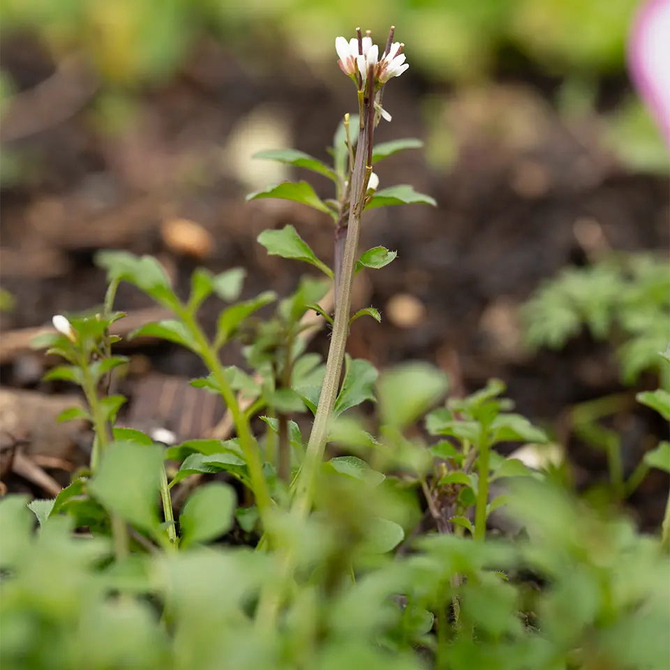 Foamweed in early spring