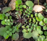 This plant now grows in every garden in March and is not a weed, nor a weed killer