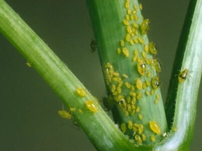 3 natural products to eliminate aphids!