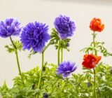 Anemone coronaria, here is the flower of the wind!