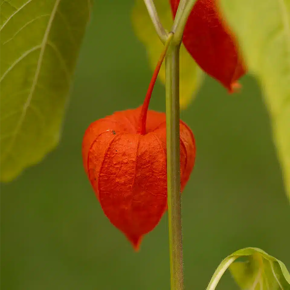 Chinese lantern flower in autumn