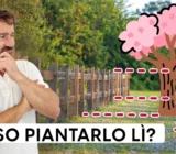 Distances of trees from the border: what does the law say?