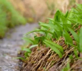 Expert explains why wild garlic is so healthy right now