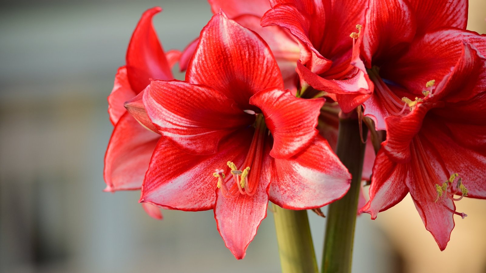 Red Amaryllis flowers with large streaks