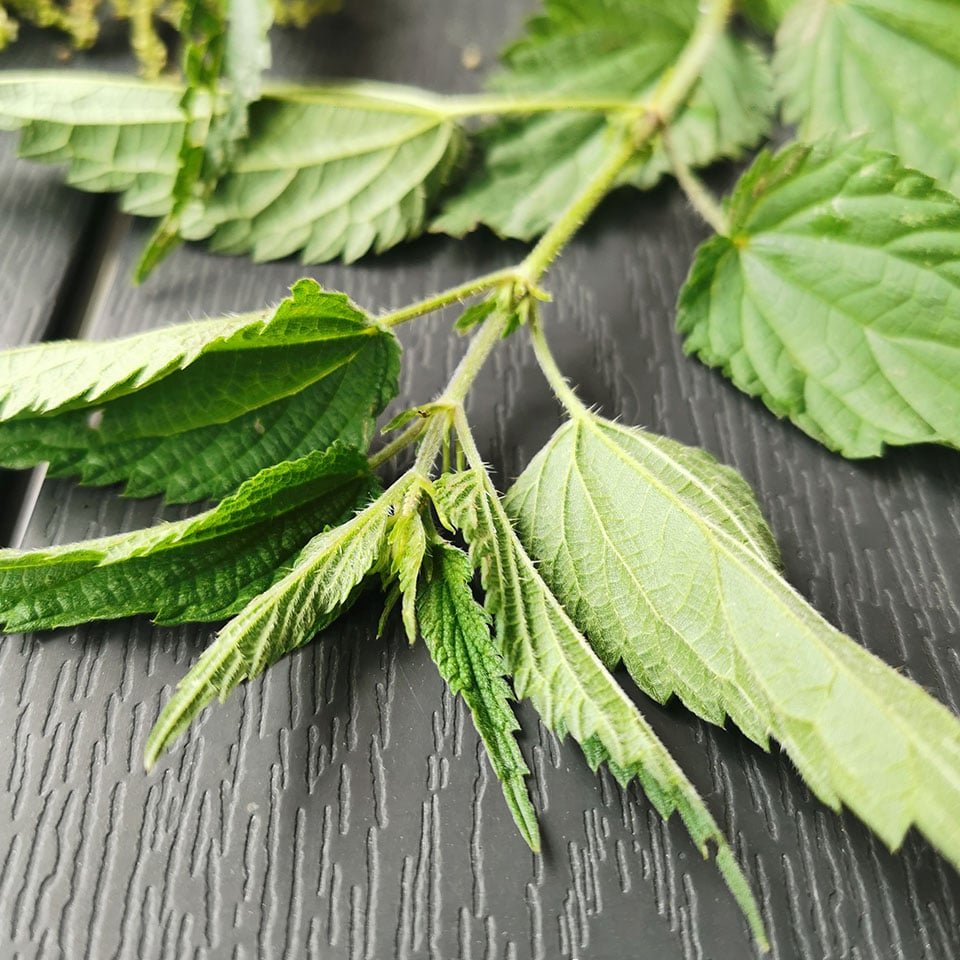 The nettle leaf