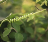 How plants communicate: all the curious ones