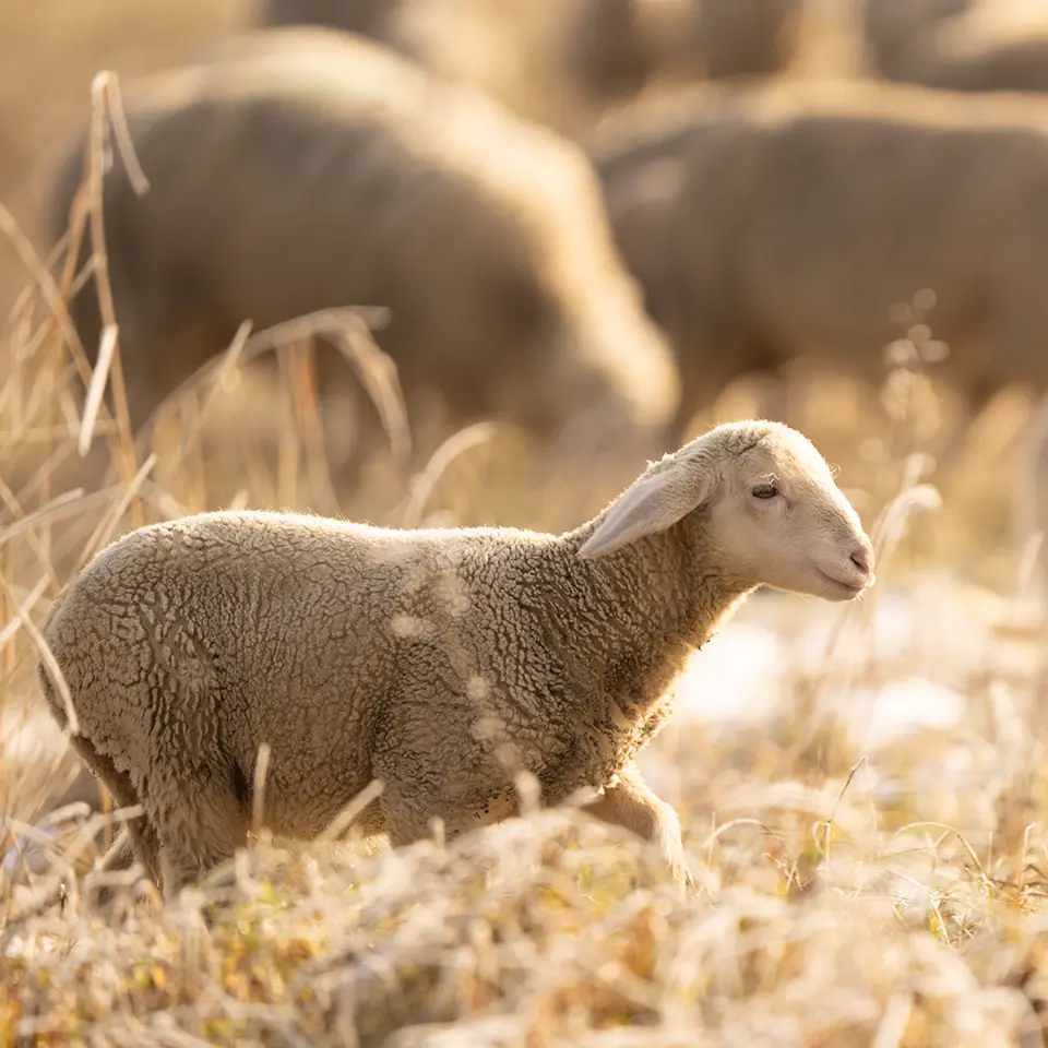 Flock of sheep on the meadow