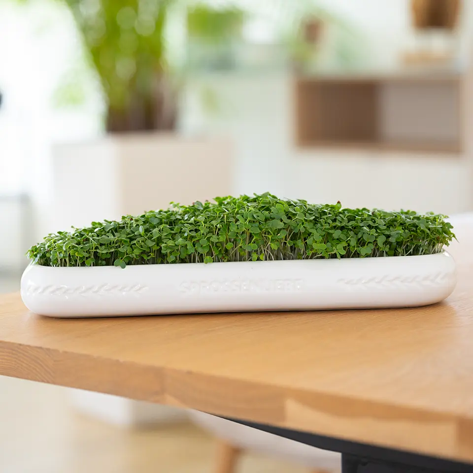 Grow your own broccoli