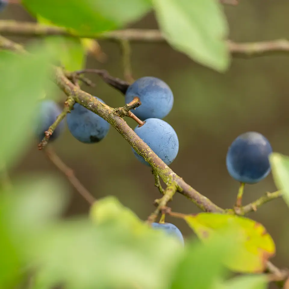 Blackthorn in October