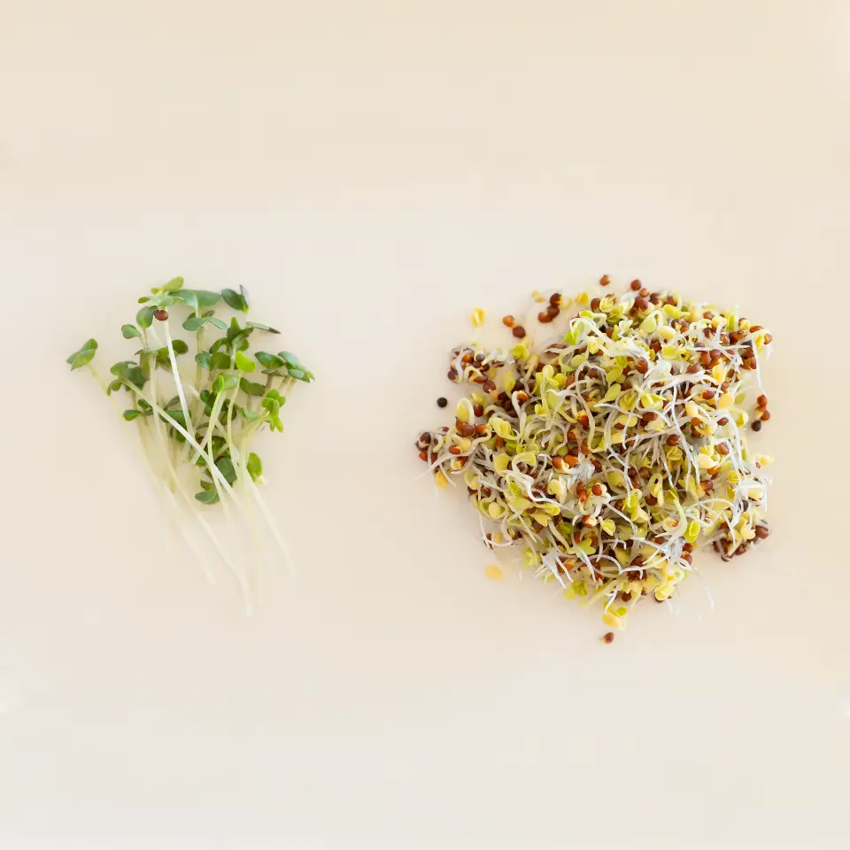 Sprouts and microgreens compared
