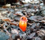 Thismia kobensis: the fairy lantern thought to be extinct