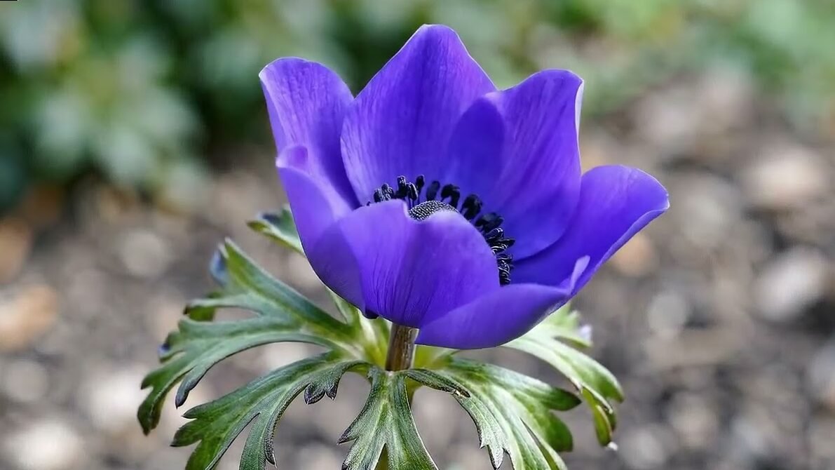 Anemone coronaria, here is the flower of the wind!