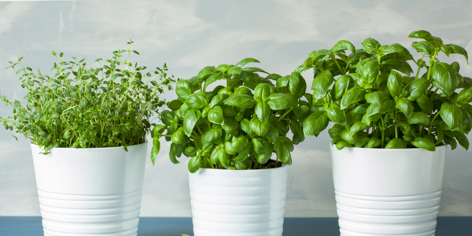 Basil: how to grow it all year round