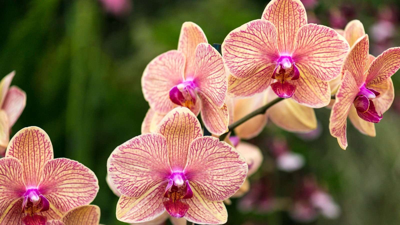 care and maintenanc | Cold greenhouse orchids
