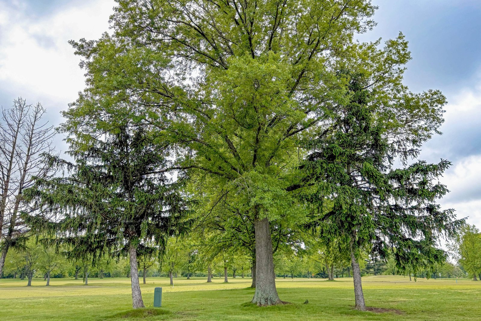Distances of trees from the border: what does the law say?