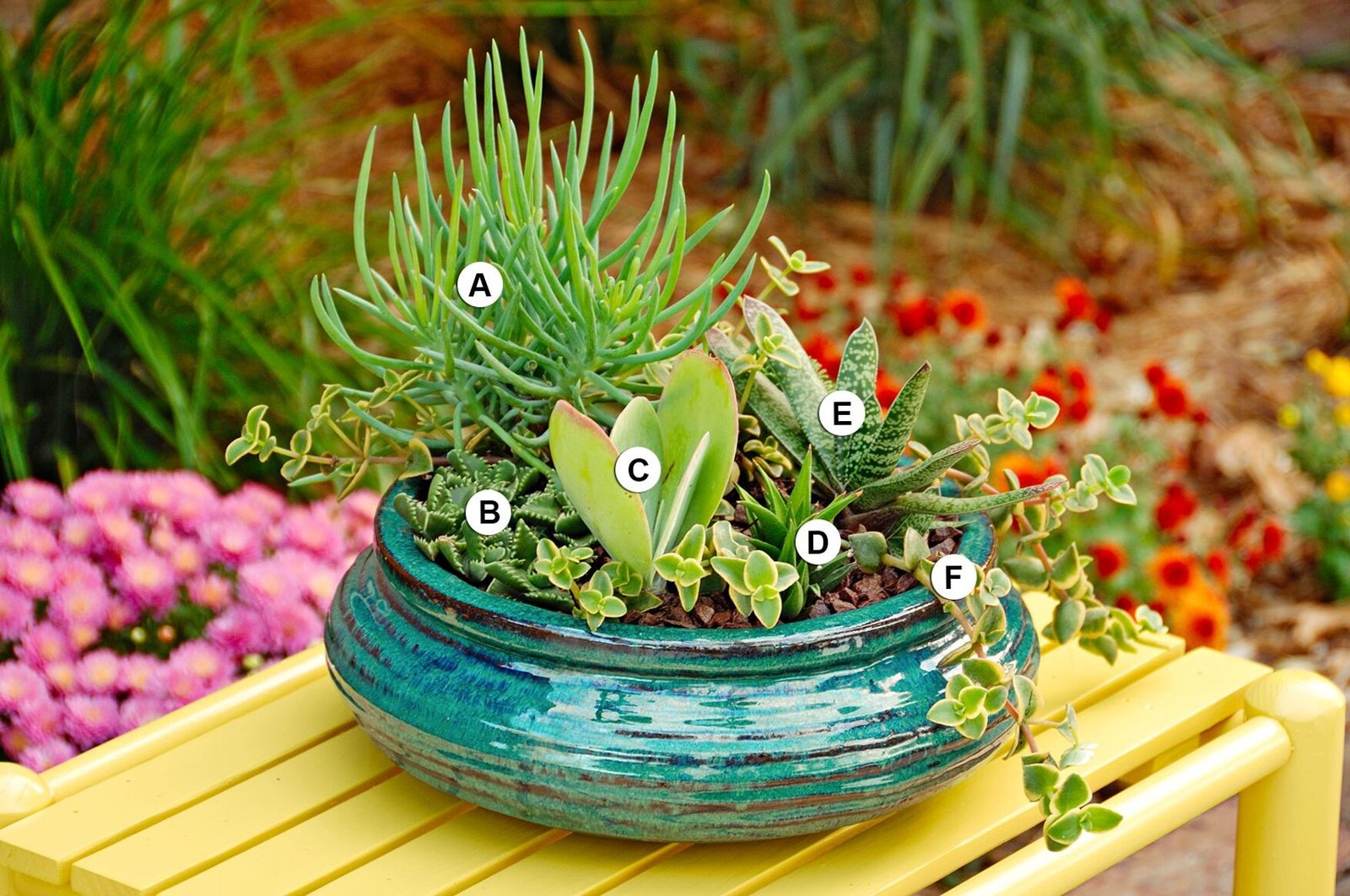 Garden corners with succulents: easy ideas