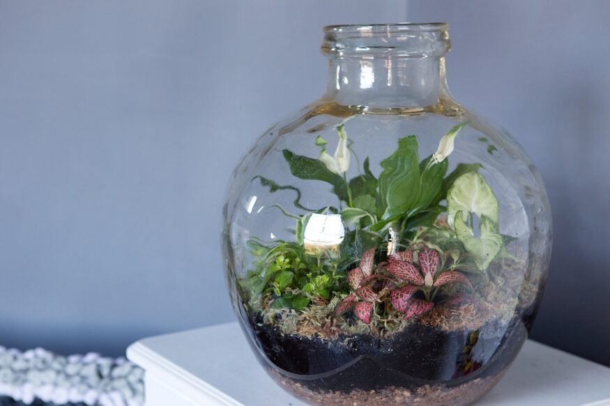 Growing plants in bottles: ideas and advice