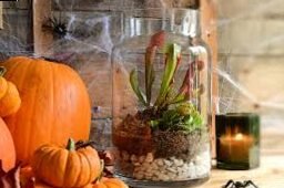 Halloween plant compositions: natural ideas for an autumn atmosphere