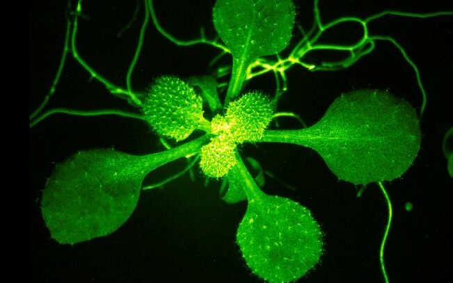 How plants communicate: all the curious ones