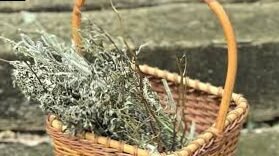 How to store aromatic herbs? Drying and freezing methods