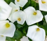 how to take care of it » Sell Plants Online