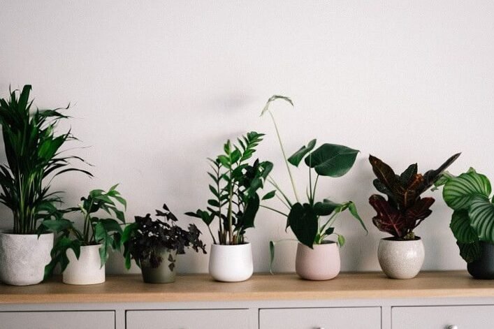 how to take care of it » Sell Plants Online