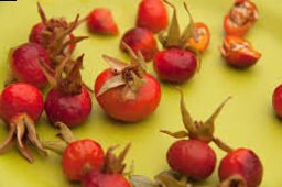 Introduction to roses! | DOES THE ROSE FRUIT?