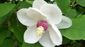 Magnolia, care guide | Magnolia: characteristics and origins