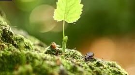 Plants, the basis of our ecosystem