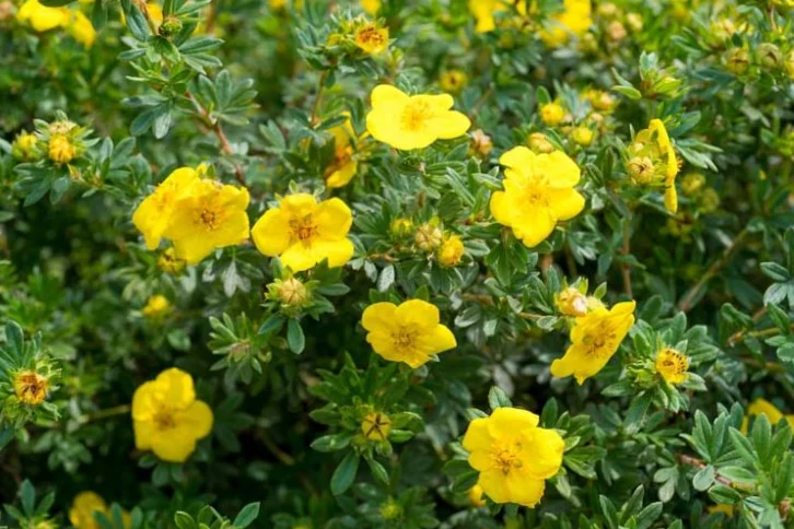 Potentilla, the right shrub for sunny areas!