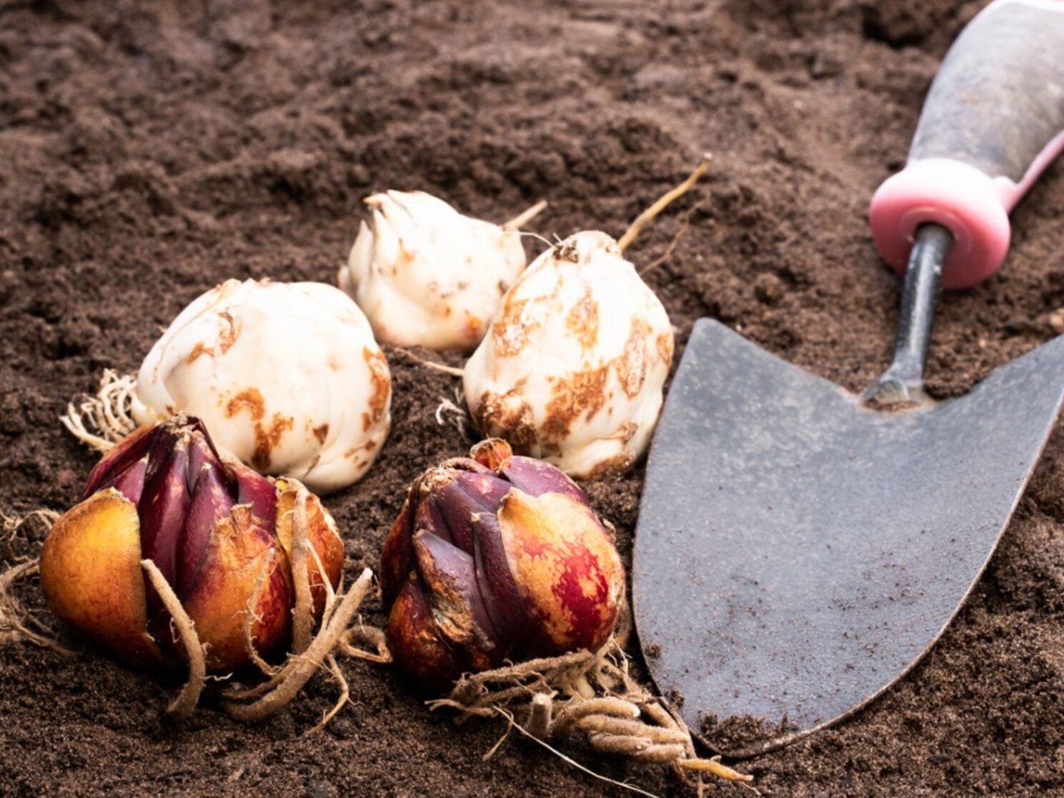Preserving bulbs for the following year: here's how to do it!