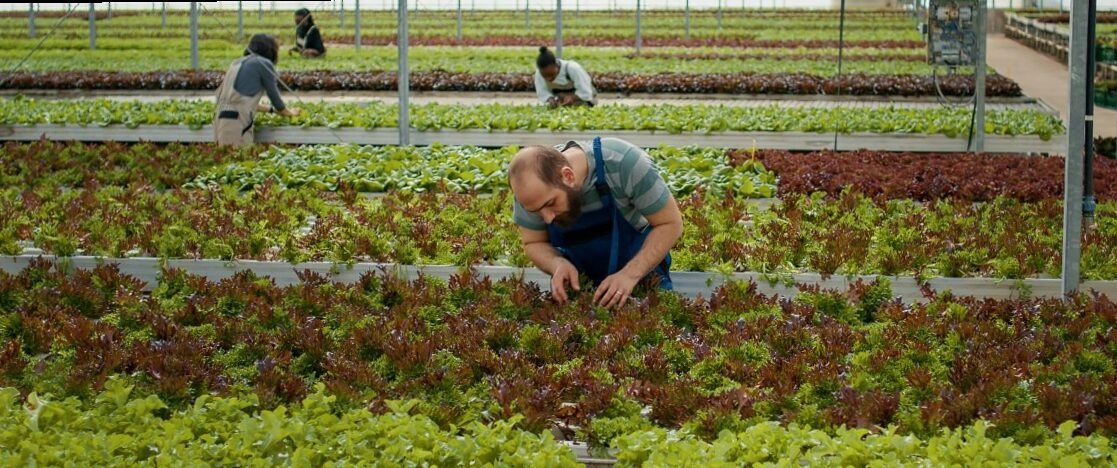 Subirrigation: why does it work? | Wetting by sub-irrigation