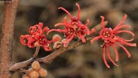 The witch hazel, the winter fire | HAMAMELIS