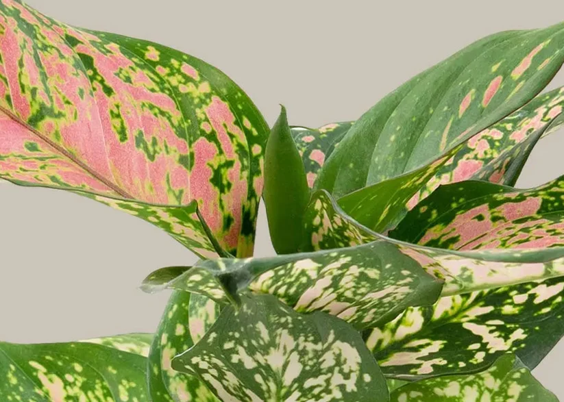 How to Care for an Aglaonema | The Sill
