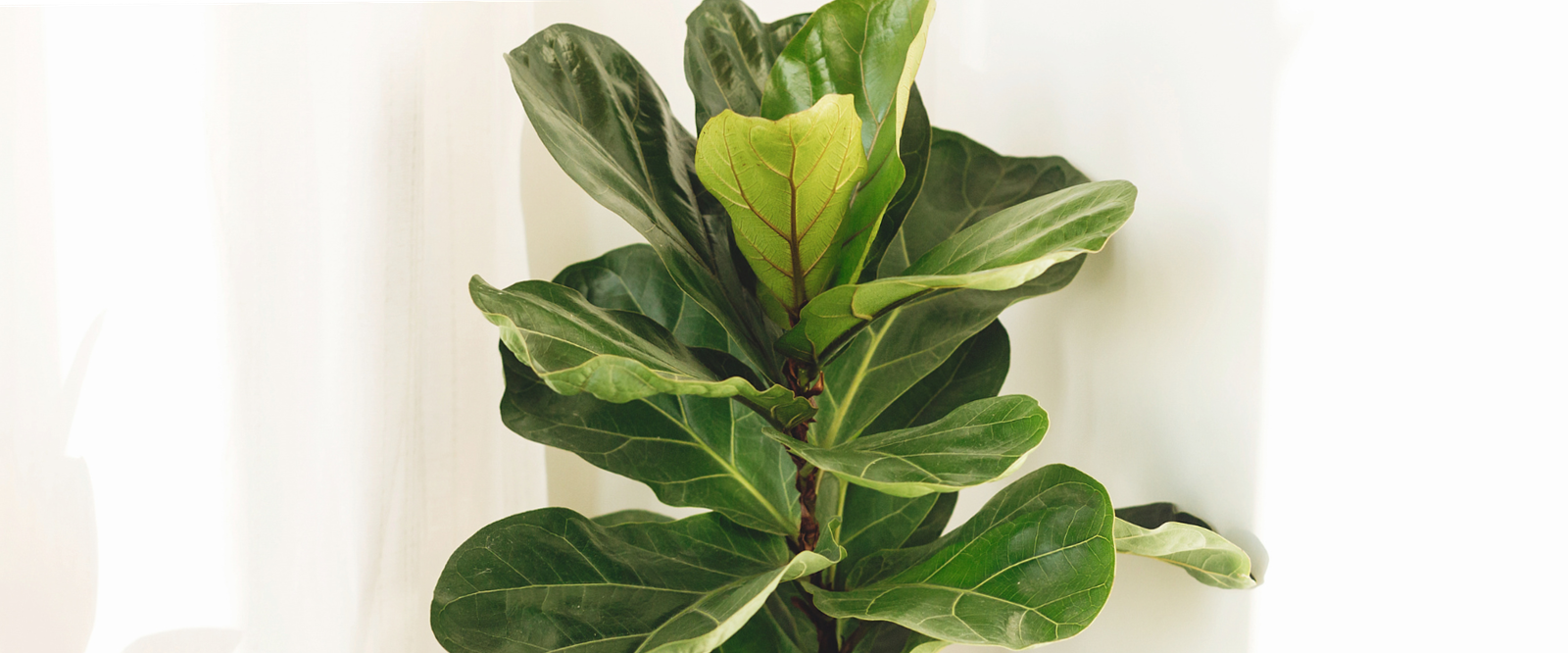What exposure to give to Ficus lyrata | How to Grow the Stunning Ficus Lyrata