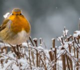How to attract and feed birds even during the winter?