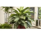 Prepare your plants before going on vacation