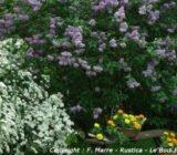 Healthy spring shrubs