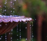 How to install and maintain your garden fountain