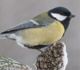 The bird feeder, a fundamental help for birds in winter