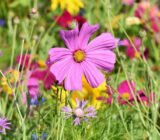 What flowers to sow in spring (February, March)?