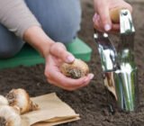 Which bulbs to plant in autumn to flower in spring?