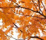 5 ways to spruce up your yard for a colorful fall